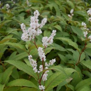 Persicaria polymorpha ---